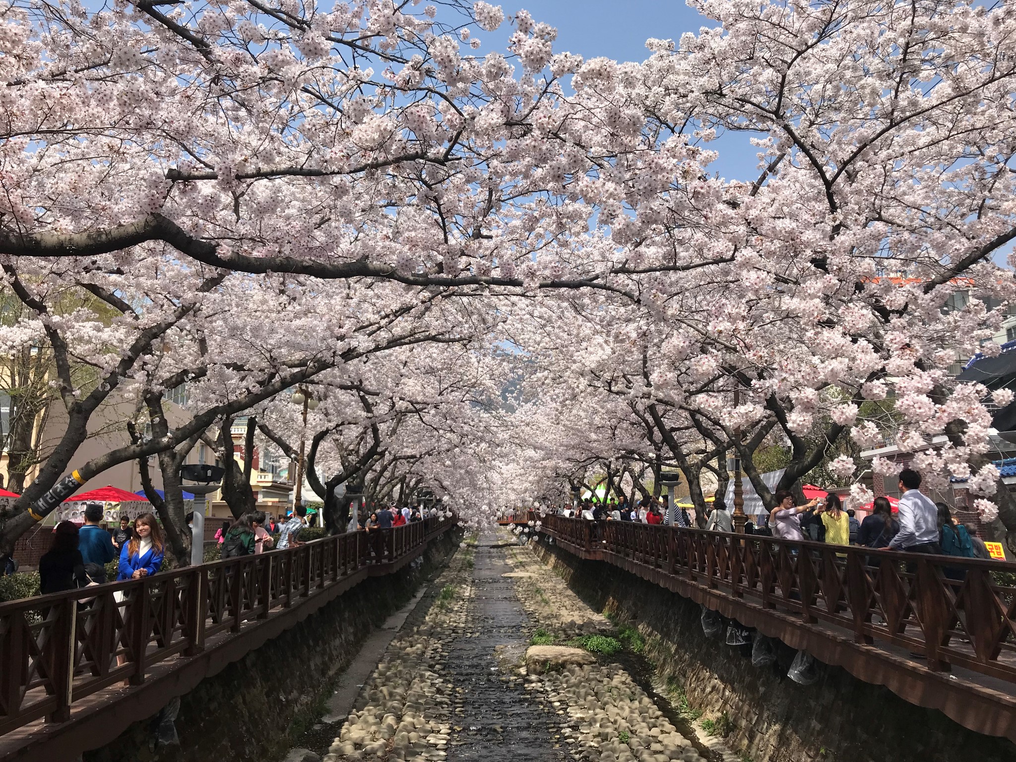 你和海鸥之间，隔着一片樱花海——春意盎然乡村游，庆州、巨济、镇海、釜山赏樱观海私藏笔记_游记