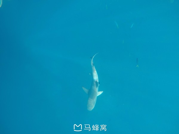 蓝色的梦想 wKgBEFtQteOAf3M-AAO53xfrPKM21.jpeg?imageView2%2F2%2Fw%2F600%2Fh%2F600%2Fq%2F90