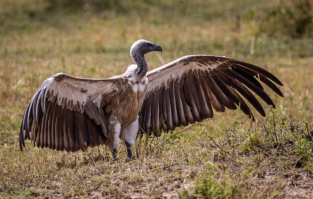 8)冠兀鹫 hoodedvulture