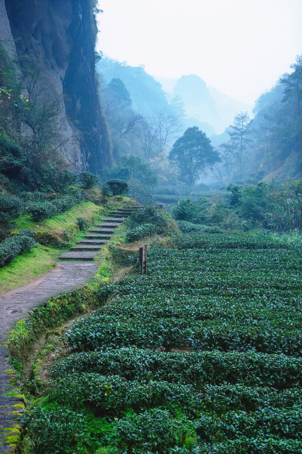 岩骨花香漫游道