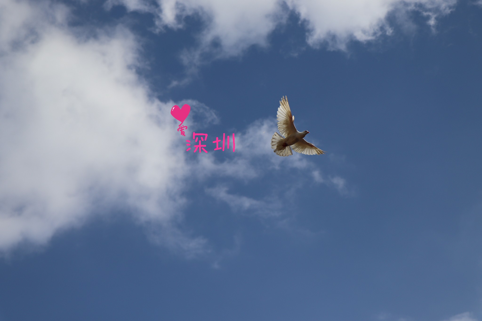 深圳阳光明媚，everyday，everyway～～_游记