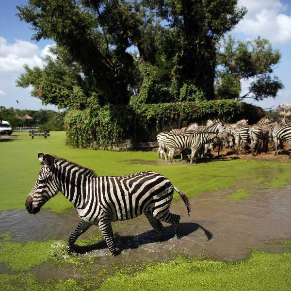 泰国曼谷野生动物园海洋公园门票safariworld