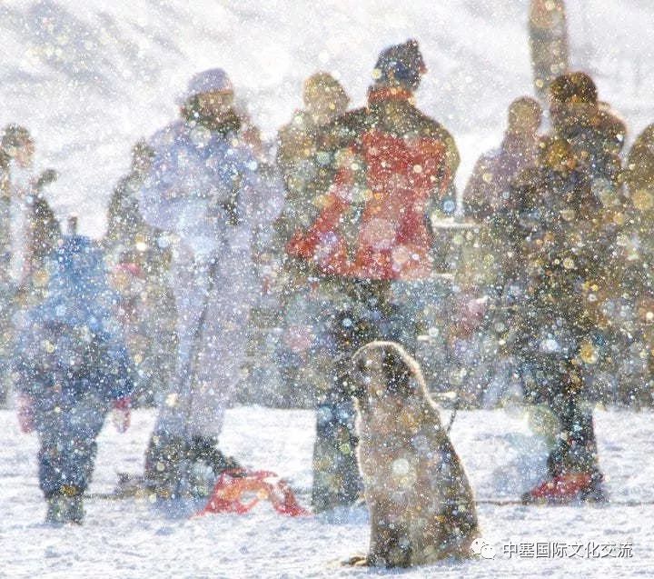 玩转滑雪季 | 波黑滑雪攻略,直击冬奥滑雪现场!