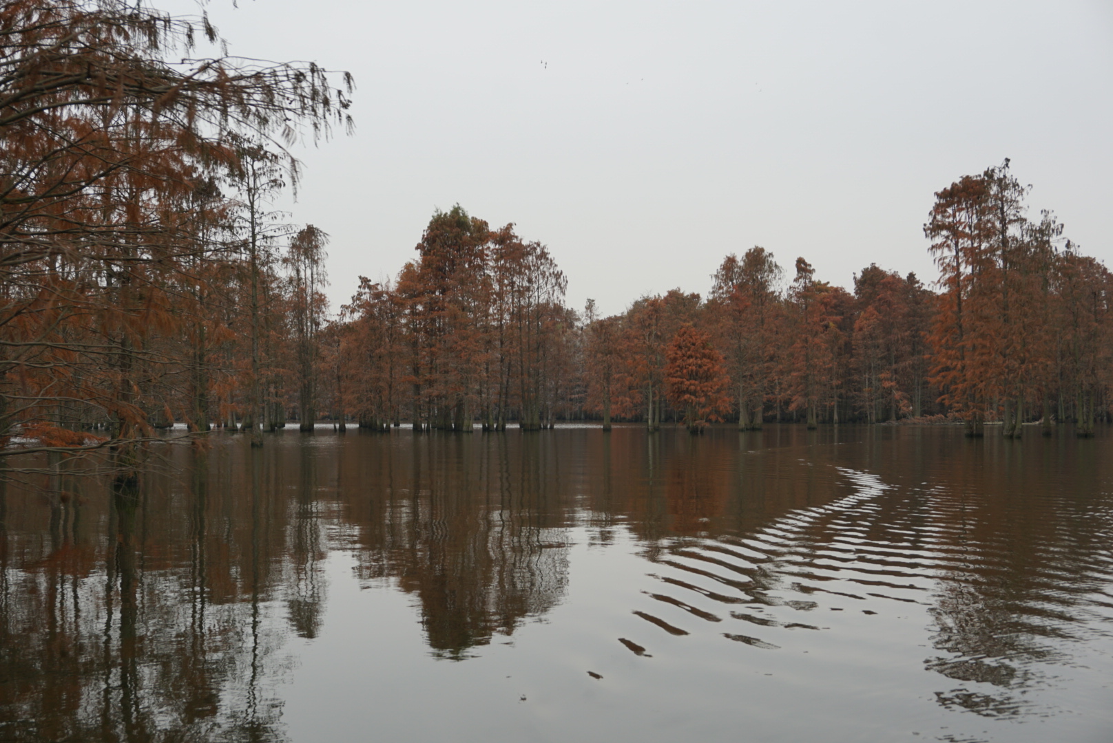 【来安景点图片】池杉湖湿地公园