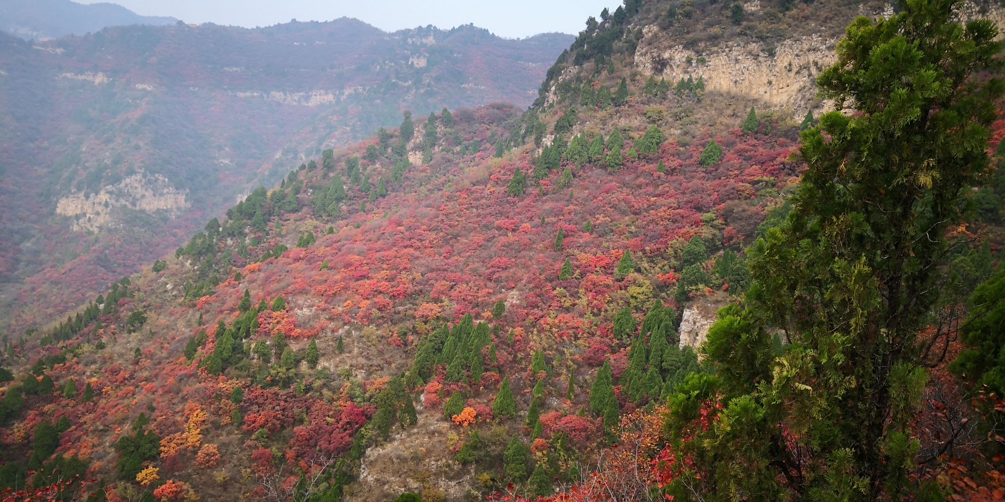 仙台山红叶