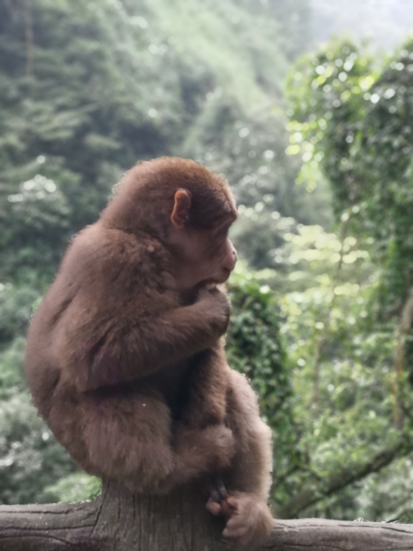 猜成语猴子戴帽子_看图猜成语(3)