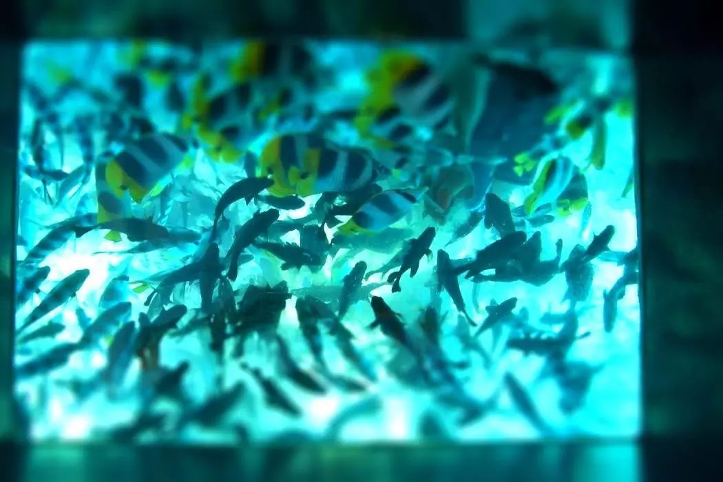 潜派旅行