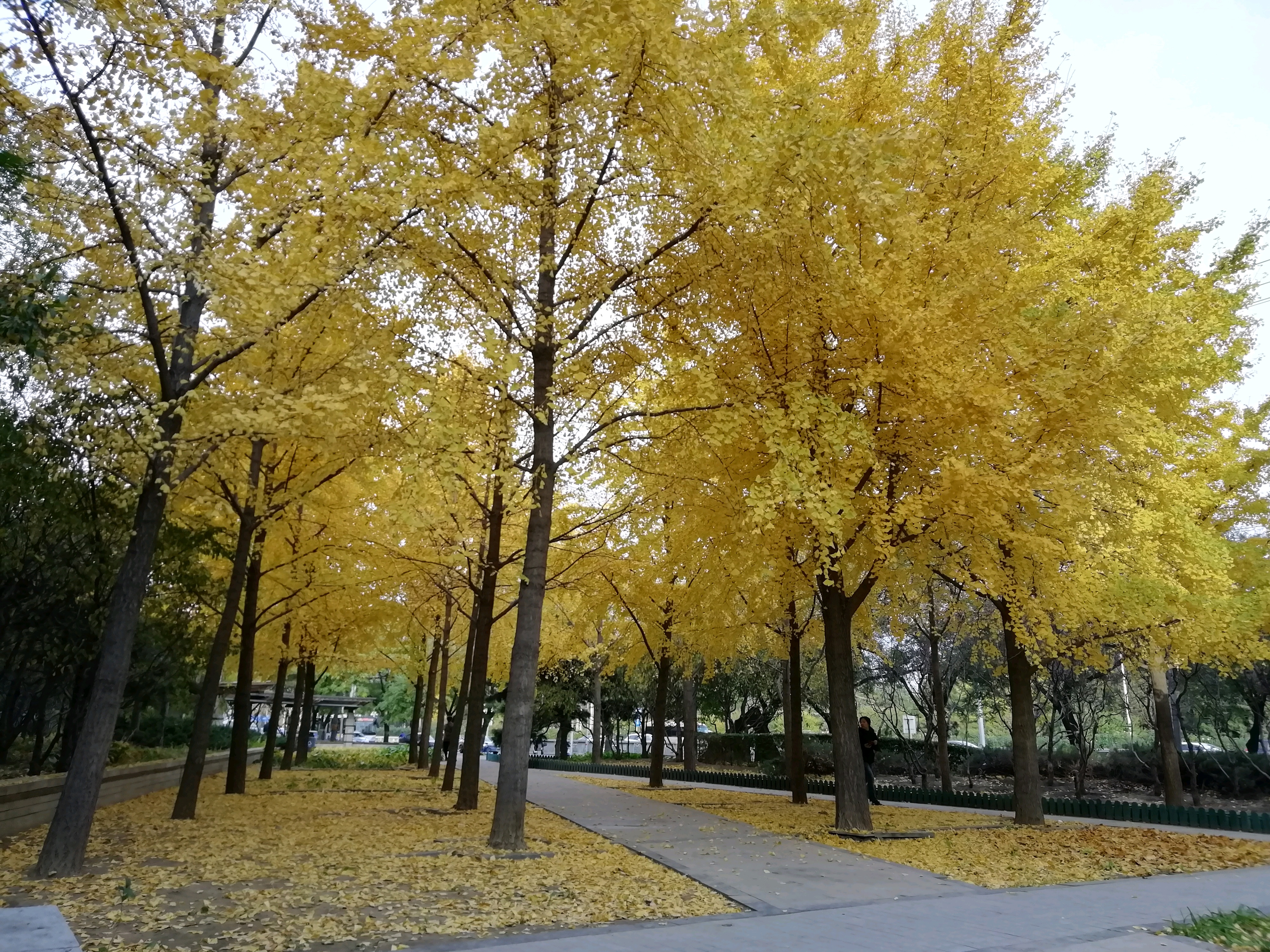 北京美食-上岛咖啡(右安门店)