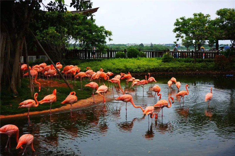 澄迈富力红树湾湿地公园门票(鸟类自然栖息地 海口后花园)