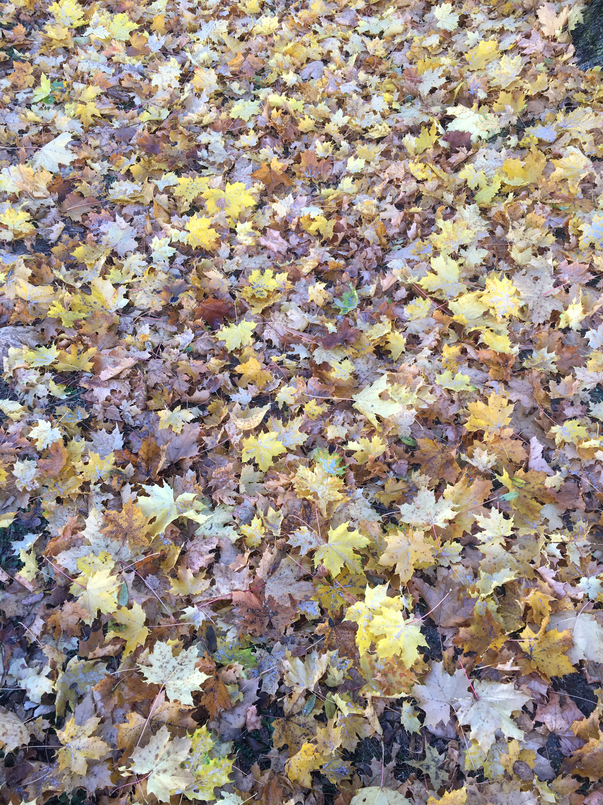 萨尔茨堡娱乐-Salzach River Boat Cruises