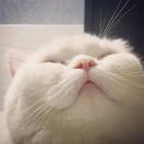 老猫