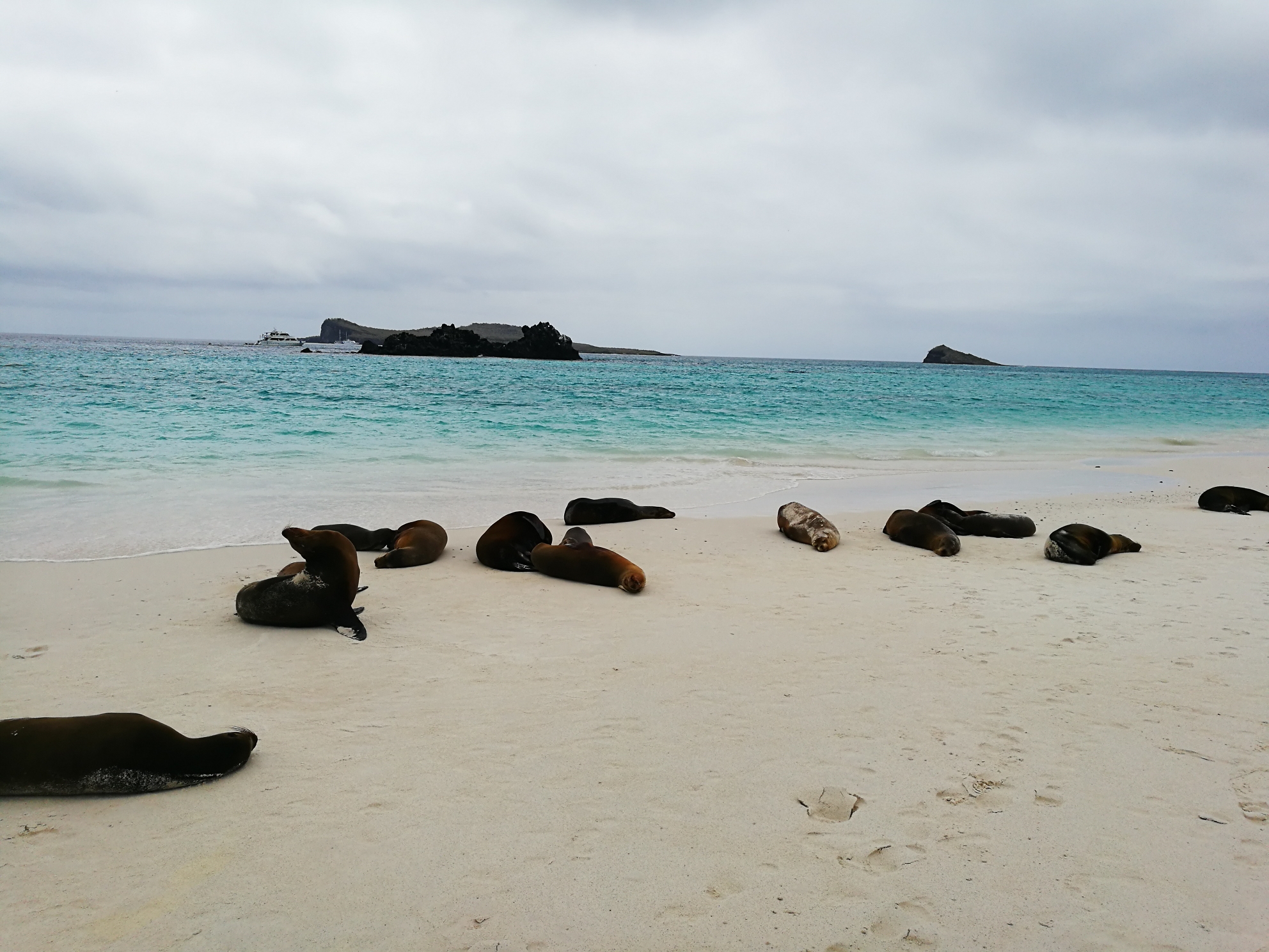 summer 四天三夜太平洋上的漂流 厄瓜多尔龟岛galapagos 无数的海龟