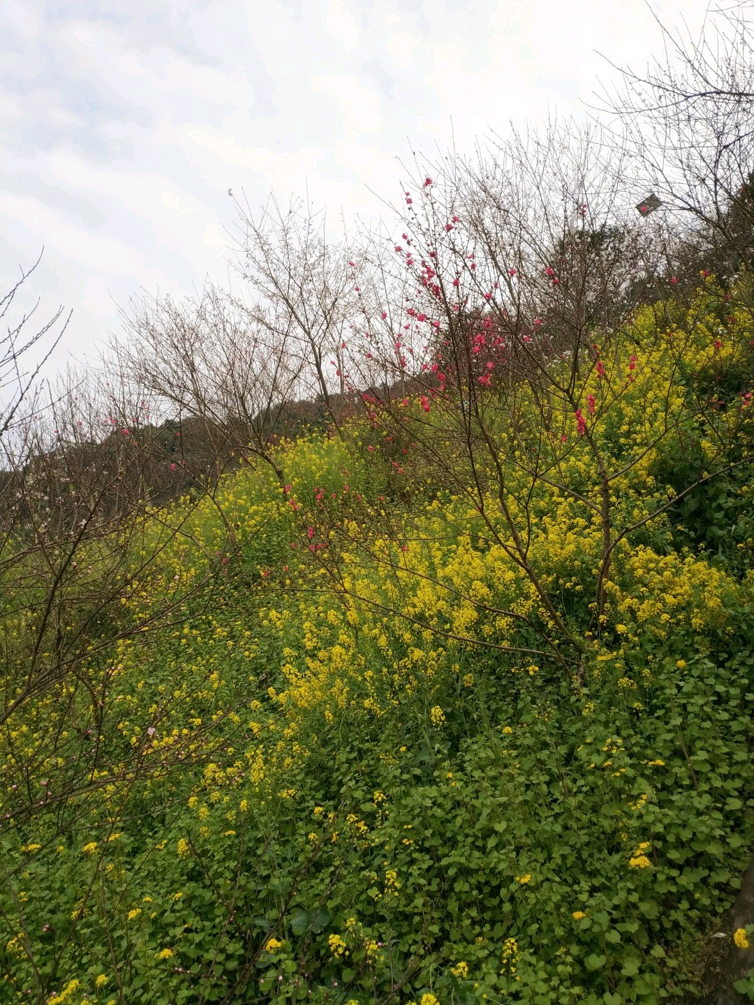 【华蓥景点图片】桃花山