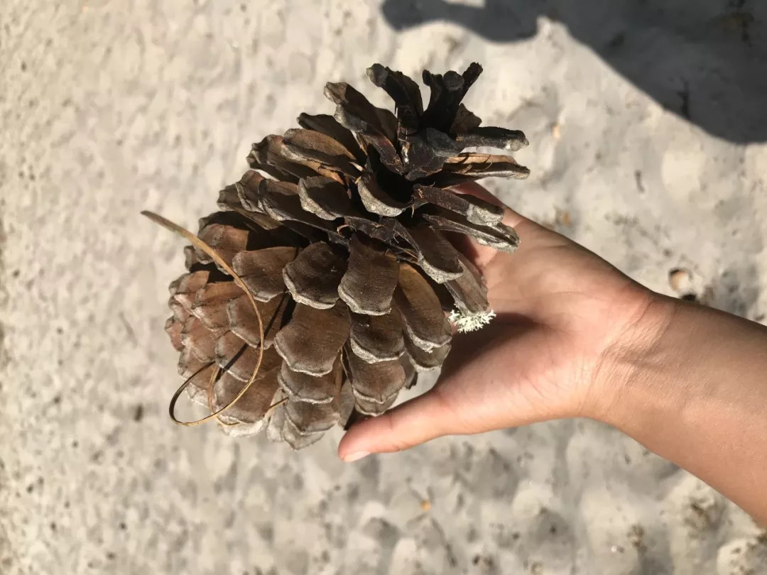        我在森林里捡到的巨型松果