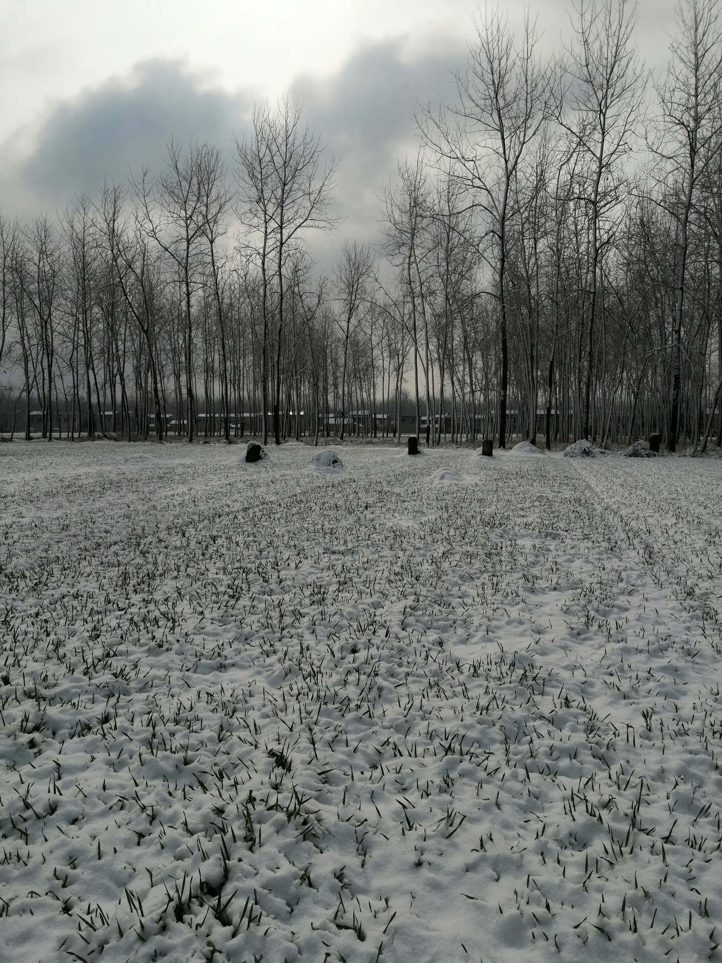 【泗阳县图片】今年的第一场雪