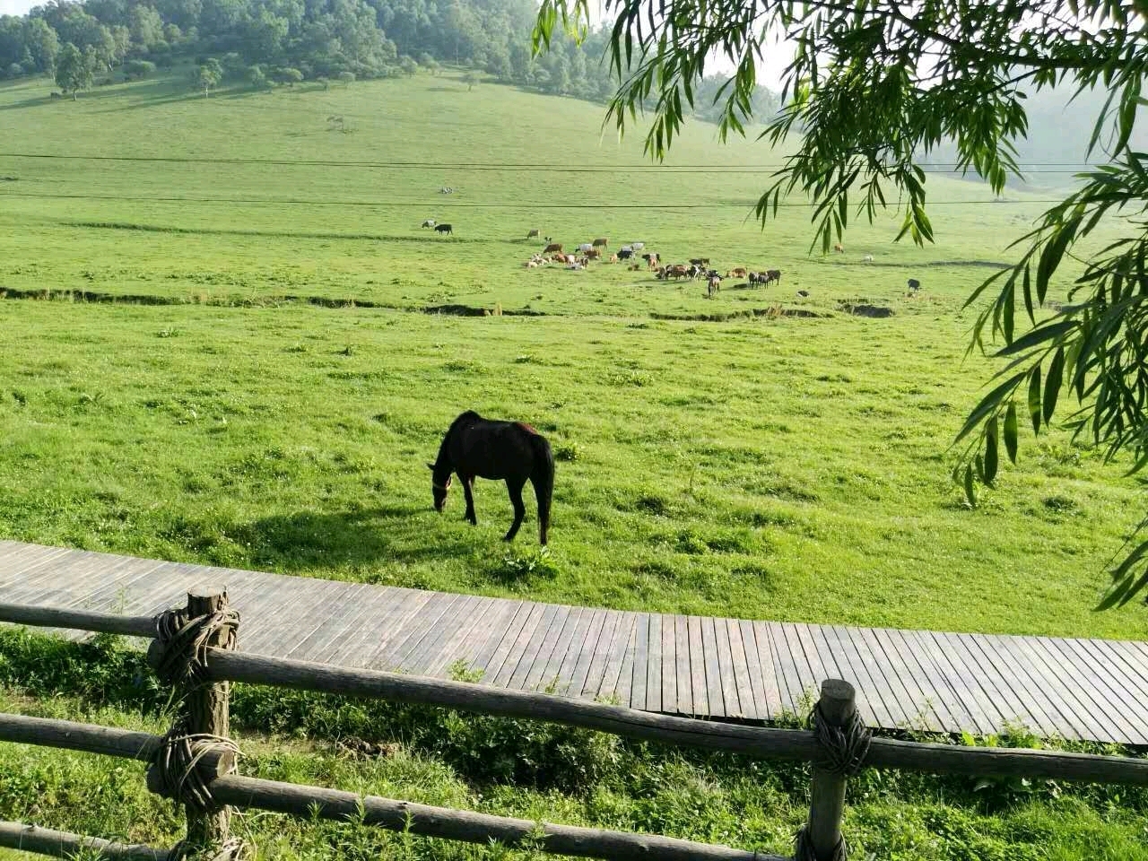 夏游关山牧场_游记