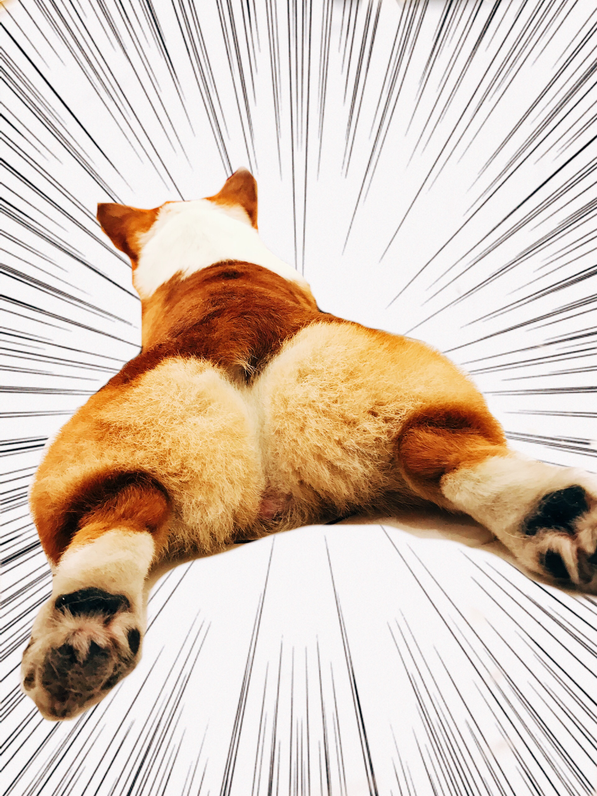 南京美食-噜噜咖宠物咖啡