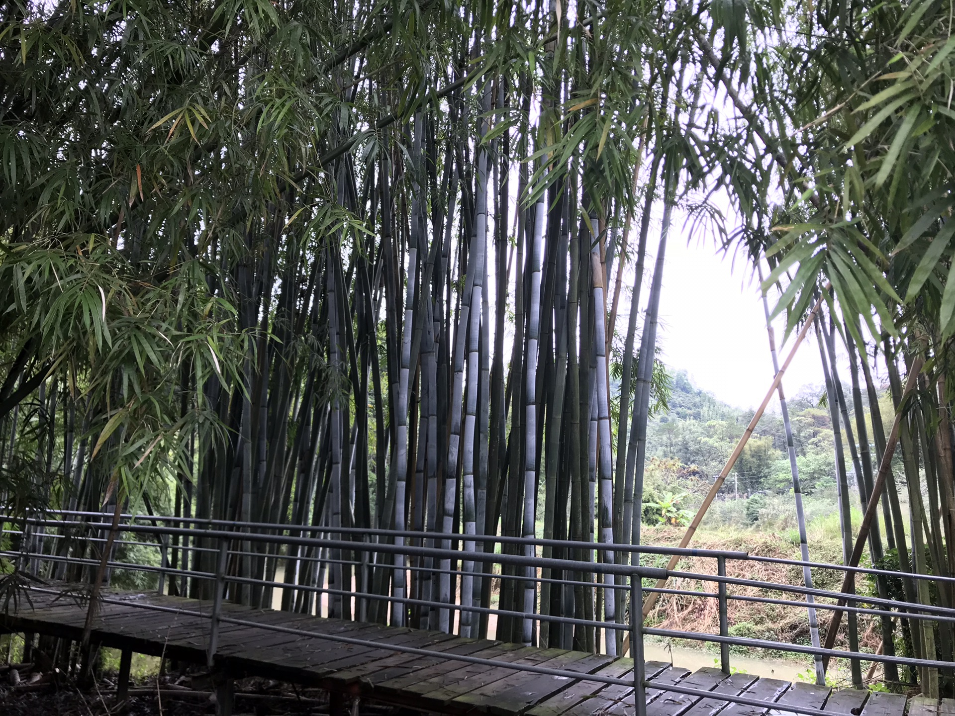 广州花都有座竹园子_游记