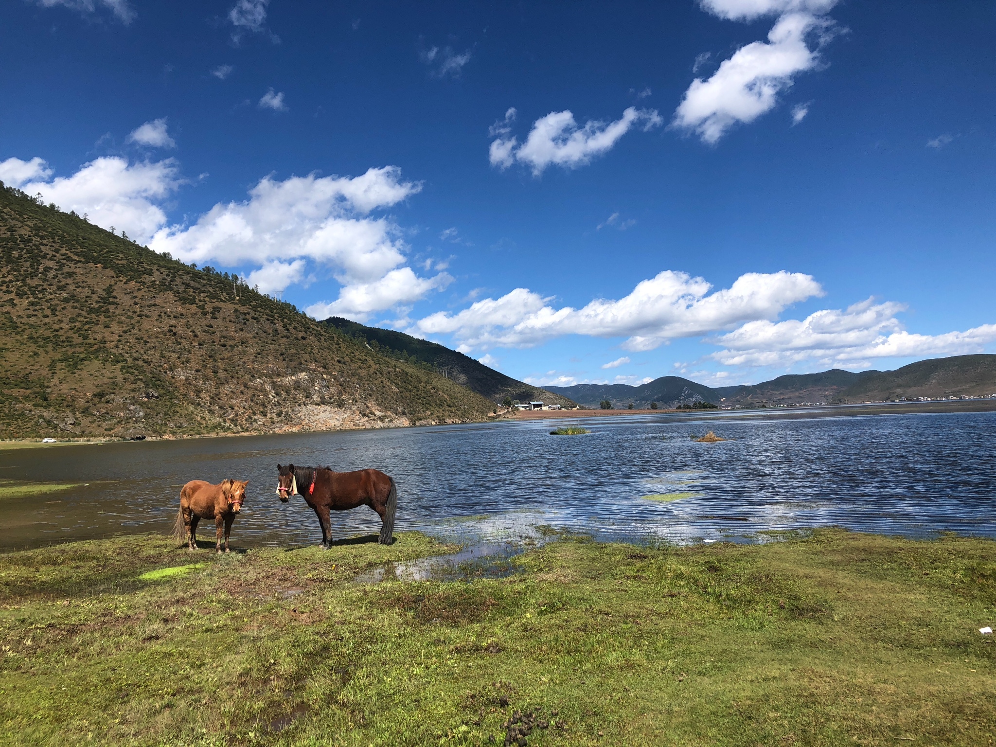 香格里拉旅游图片,香格里拉自助游图片,香格里拉旅游景点照片 - 马