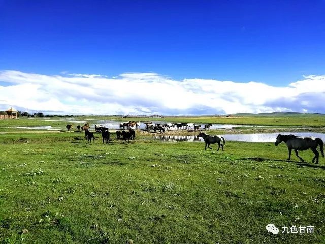 使得玛曲县成为了一块巨大的湿地草原,片片河水镶嵌在河曲马场,就像