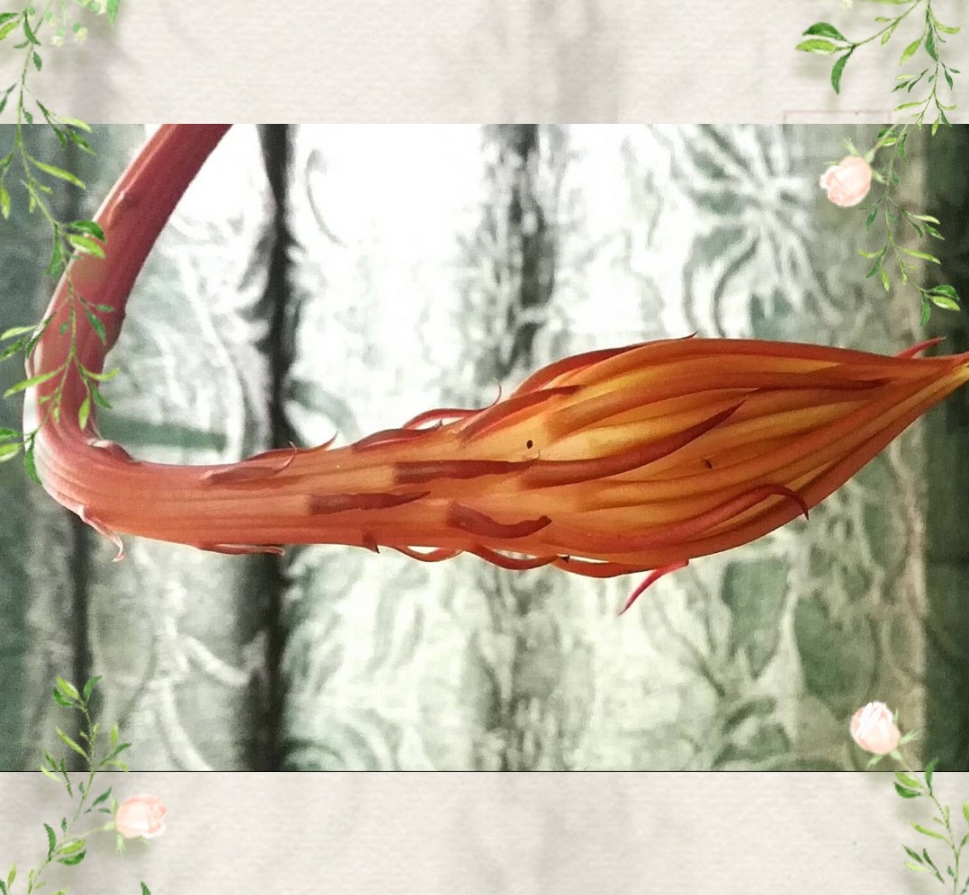 《昙花颂》_游记