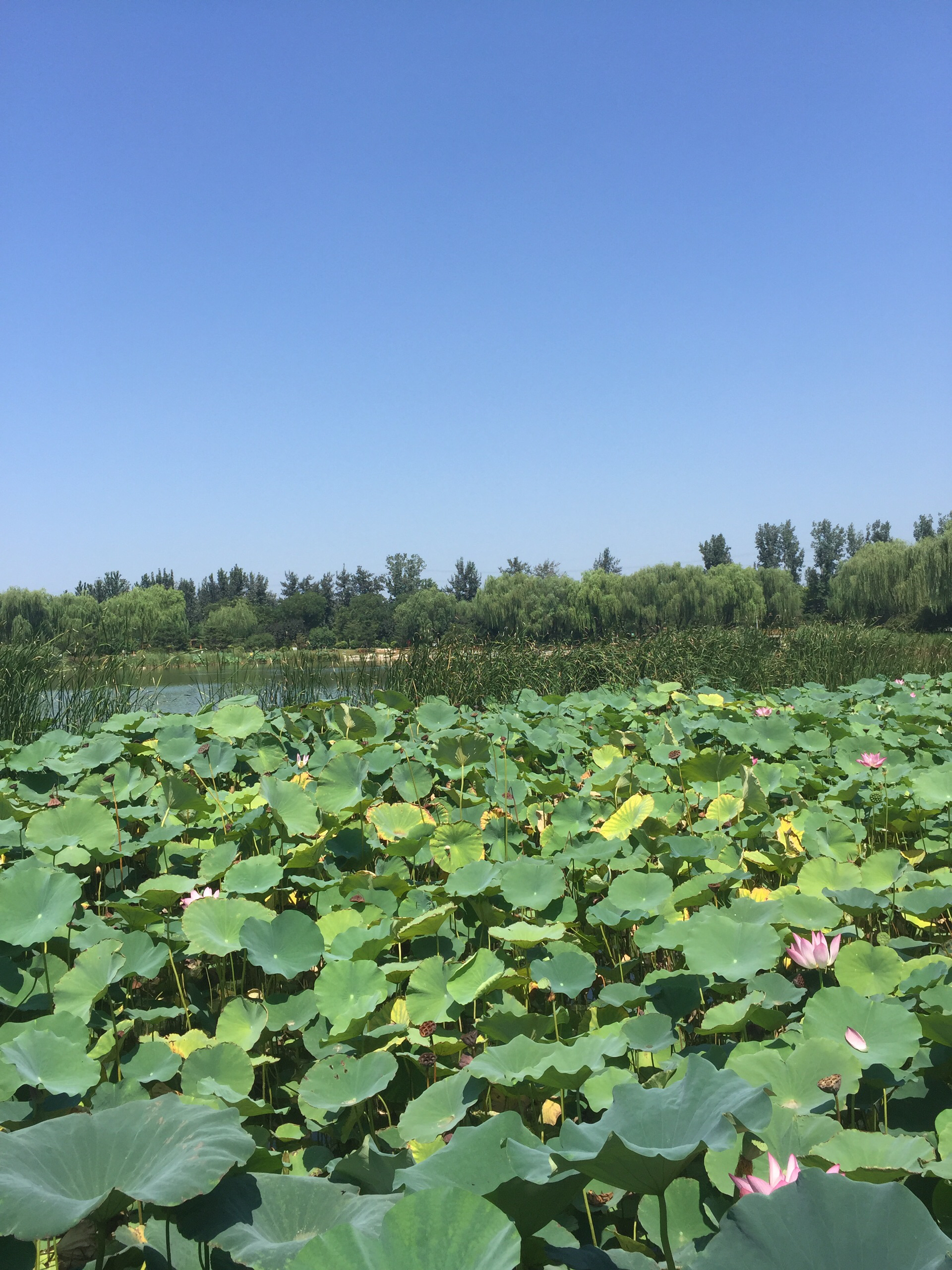 【三河景点图片】燕郊植物园