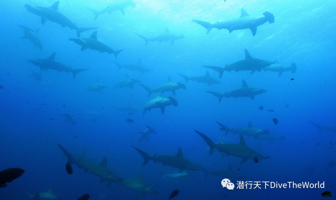 海陆空，加拉帕戈斯最有深度的资讯之《海洋生物篇》_游记