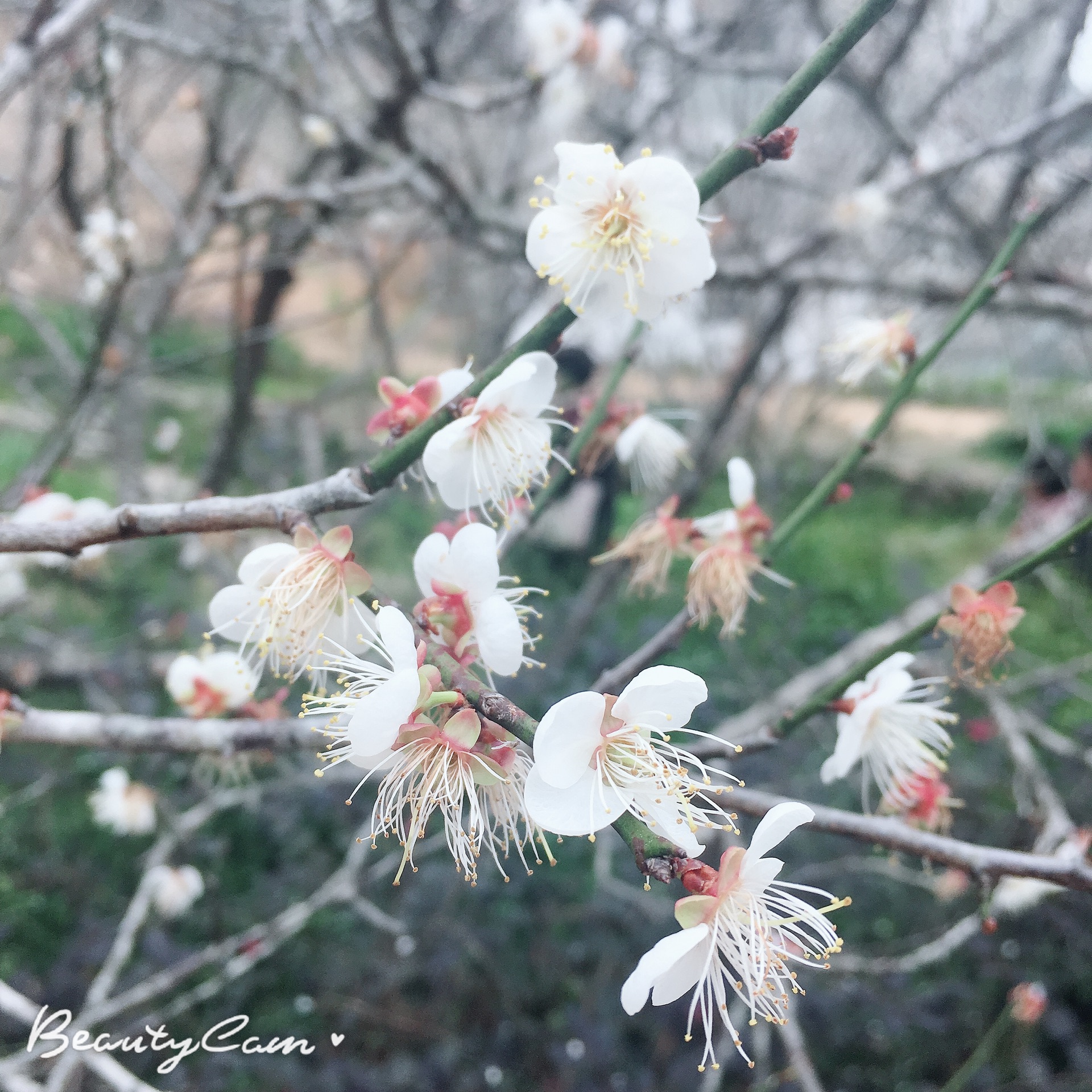 冬天来了，除了吃火锅，还可以看梅花啦！