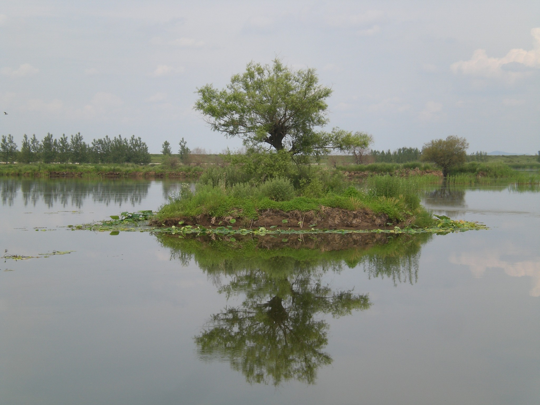 游辽河七星湿地公园(2013年6月22日)