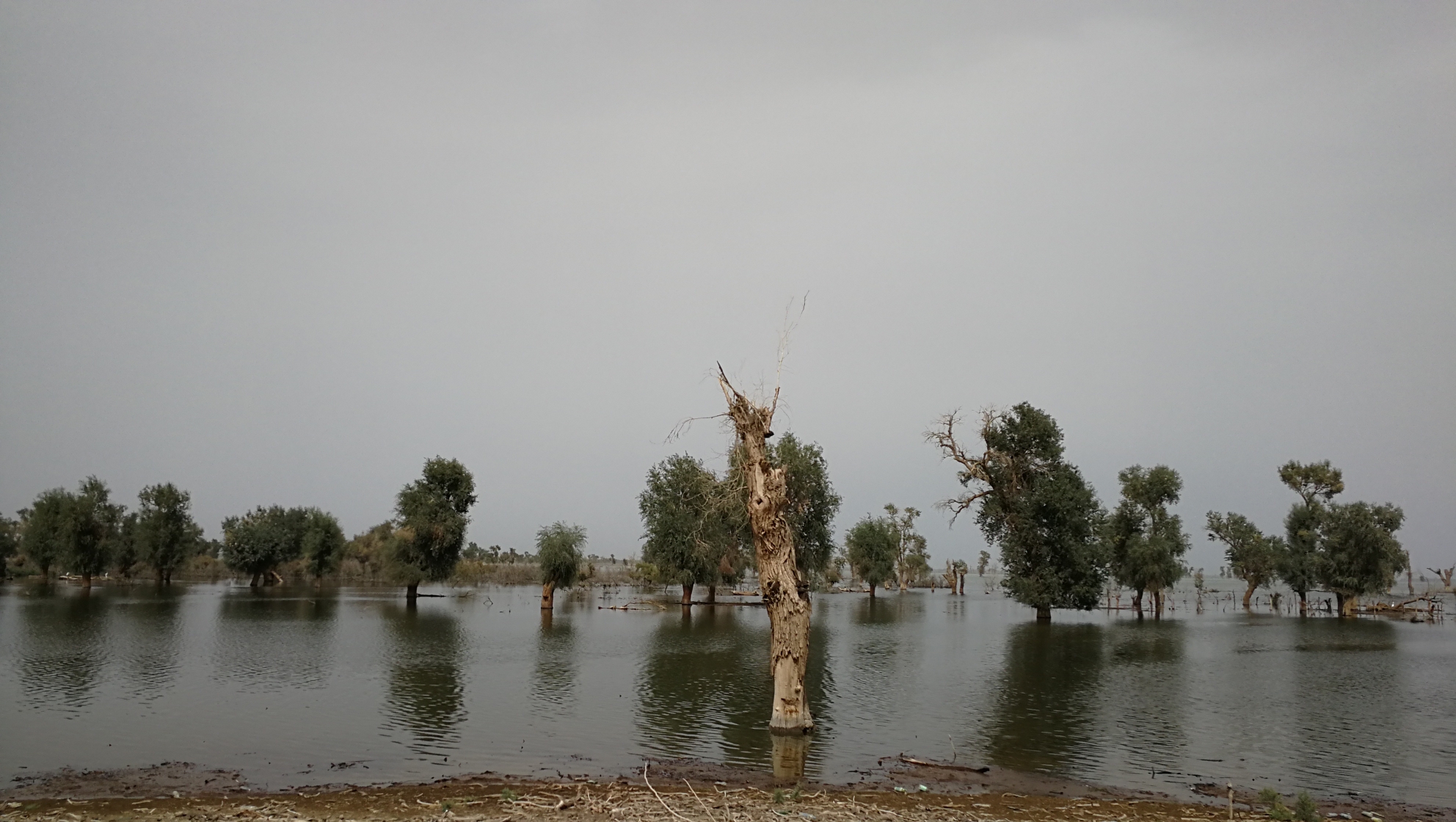 Day14 新疆之旅  库车-库车王府-沙雅胡杨林-库车_游记