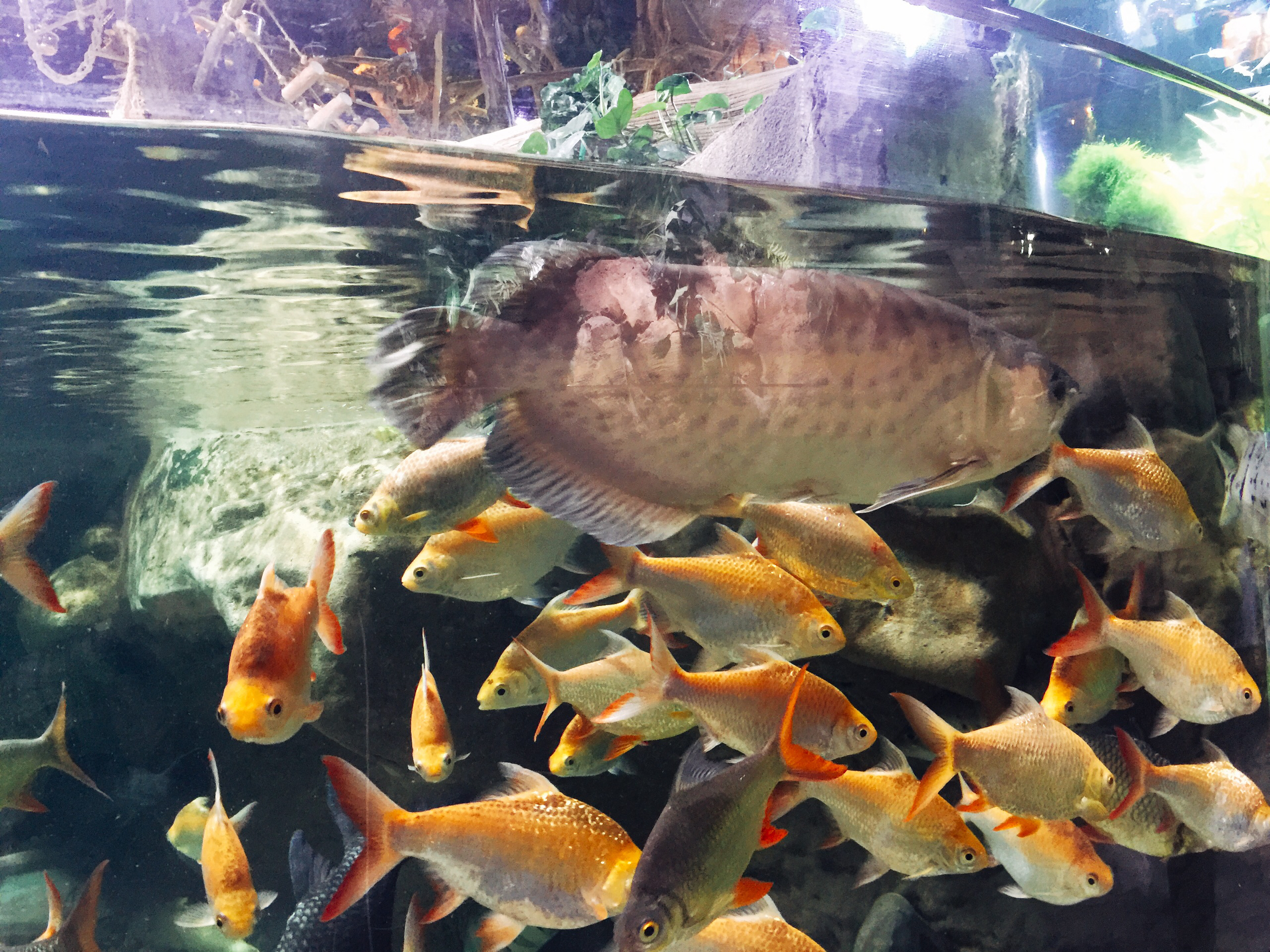 迪拜美食-Alforno - Dubai Mall