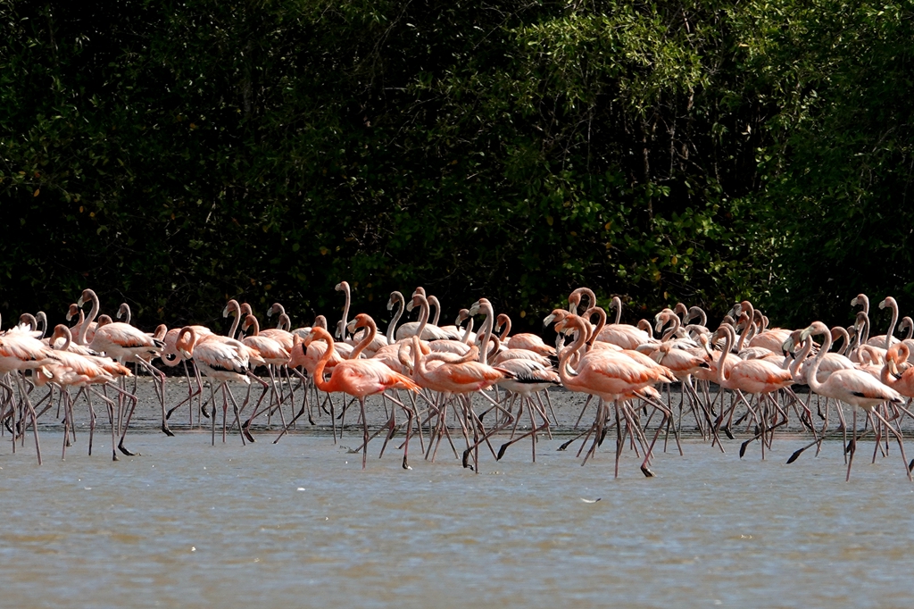 给世界一个惊艳——苏里南BIGIBAN自然保护区（之三）_游记