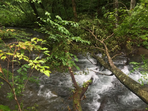 啥是洗肺 wKgED1uWtKyARGmAABAx7SmNlvs23.jpeg?imageView2%2F2%2Fw%2F600%2Fh%2F600%2Fq%2F90