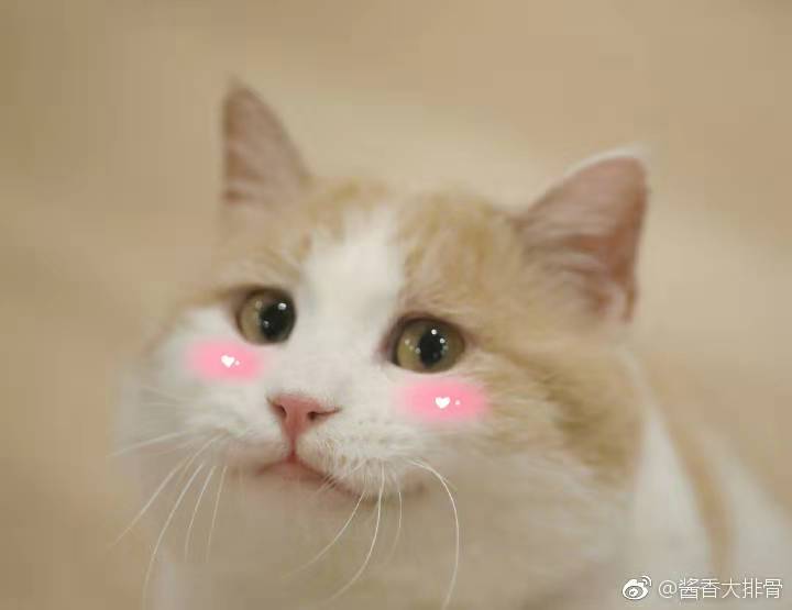 从未来过总部的南京网友投以期待的目光!