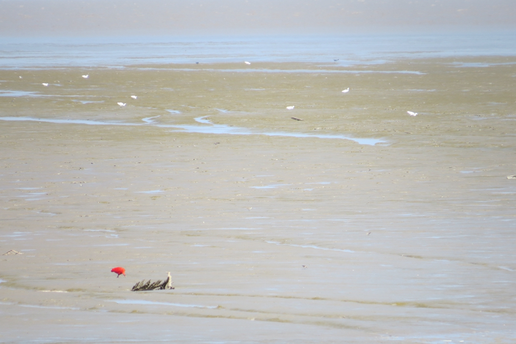 给世界一个惊艳——苏里南BIGIBAN自然保护区（之四）_游记