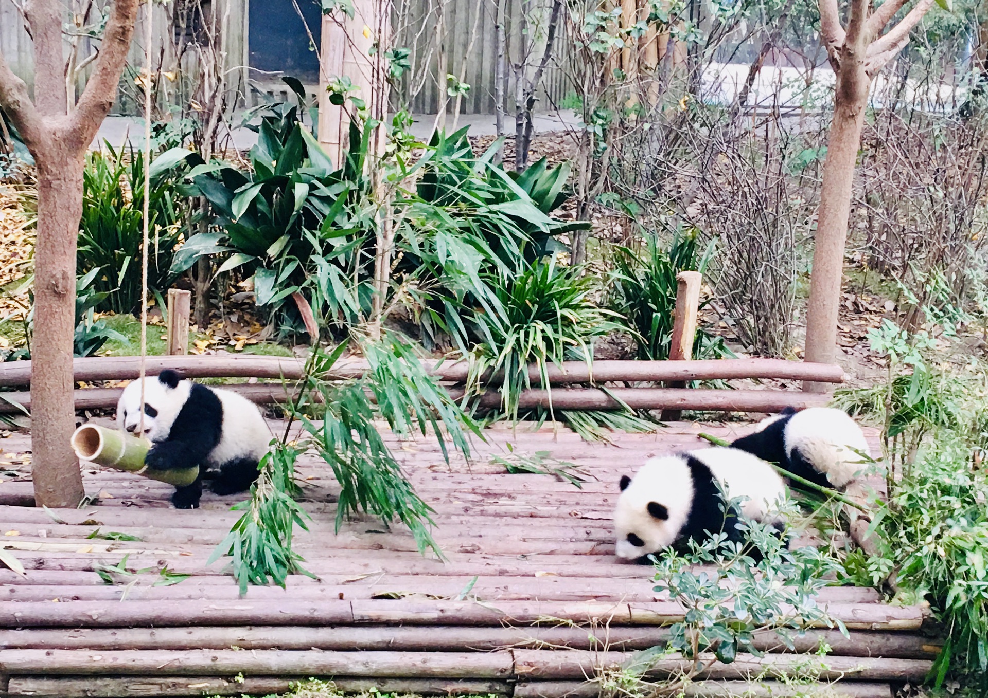 成都大熊猫繁育研究基地大熊猫月亮产房