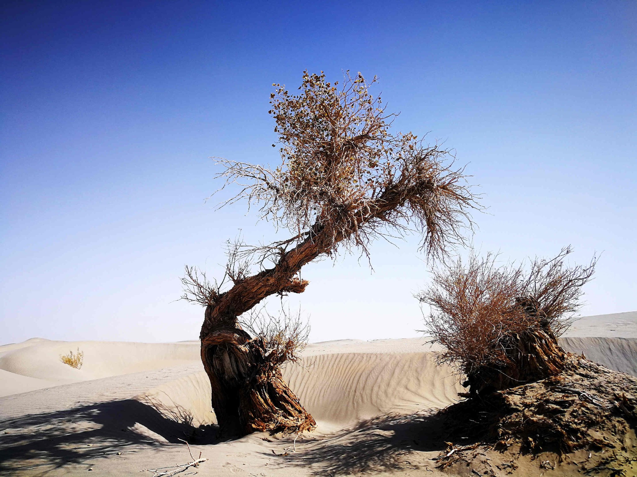 wKgED1vW9GCAJh5vAAx5oUbk_t439.jpeg?imageView2%2F2%2Fw%2F600%2Fh%2F600%2Fq%2F90