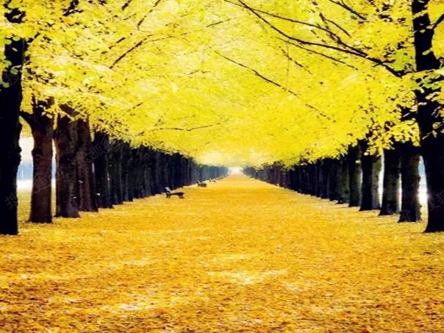 玄武湖银杏大道——秋水环绕的金色银杏 到玄武湖秋游,准错不了,最美