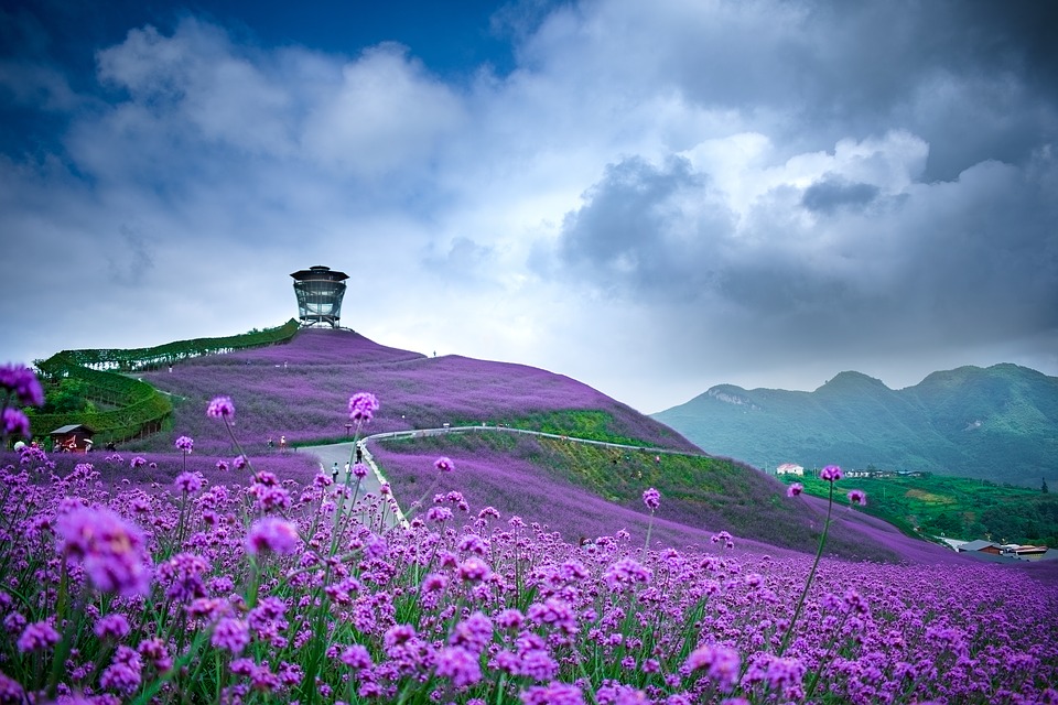 贵州 自由行攻略  黔北花海                      黔北花海是遵义最