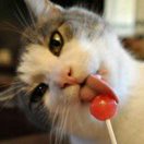 小仙女噗呲一笑