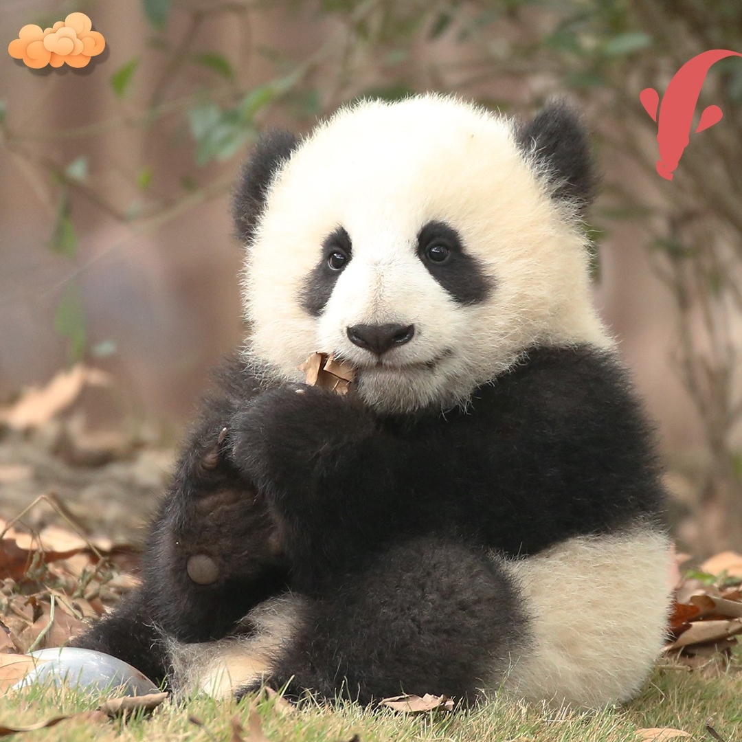 yoyo是熊猫柚柚君