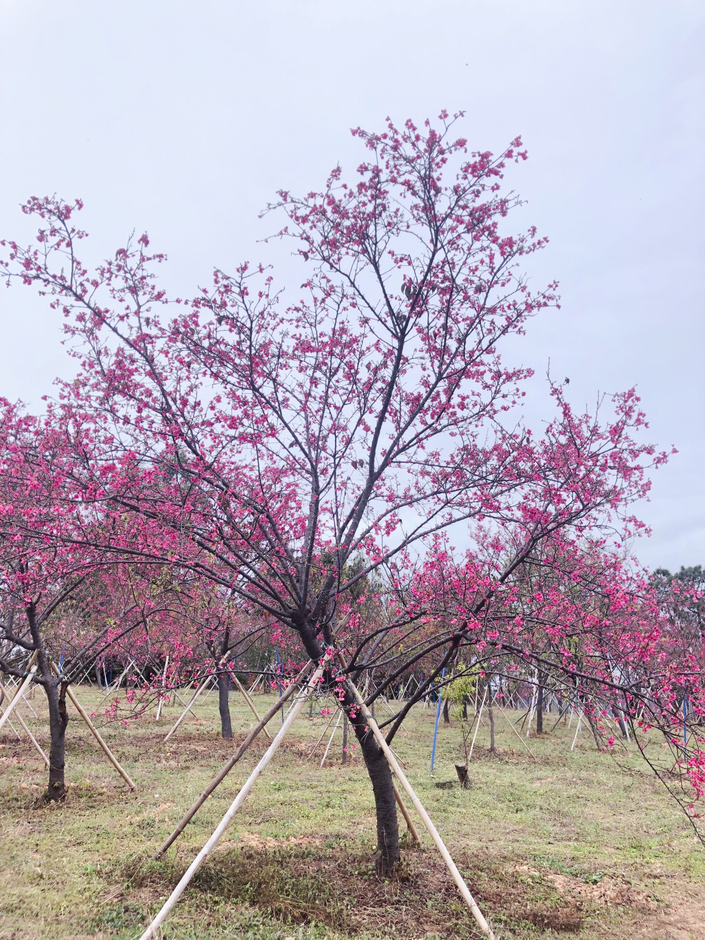广州从化樱花园