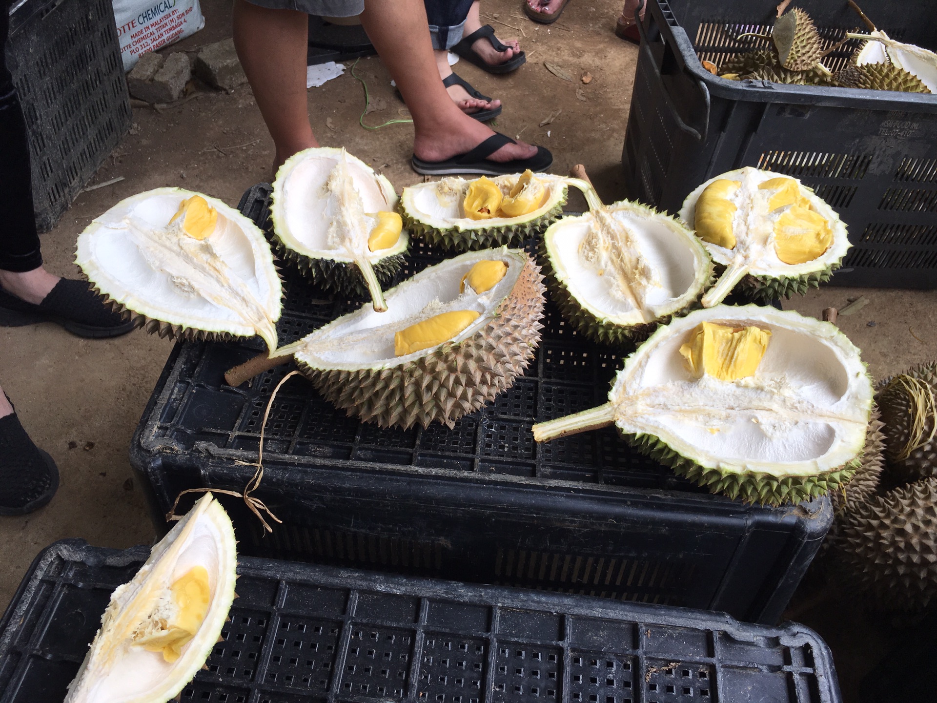 榴槤果園2019_游记