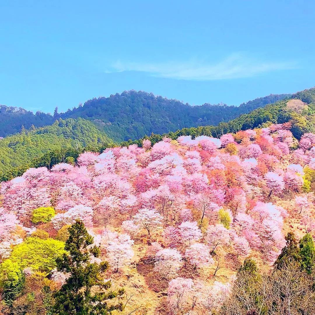 6天5晚赏樱之旅 三月的宇治和吉野山,是樱花做成的