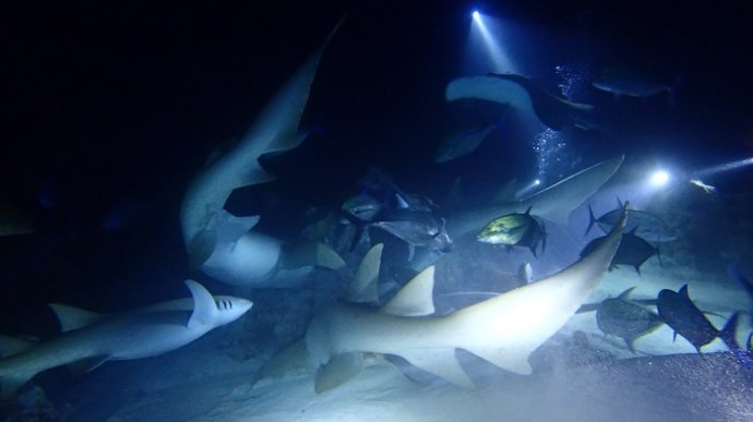 马尔代夫船宿潜水(5)——护士鲨  护士鲨(nurse shark),又叫铰口鲨