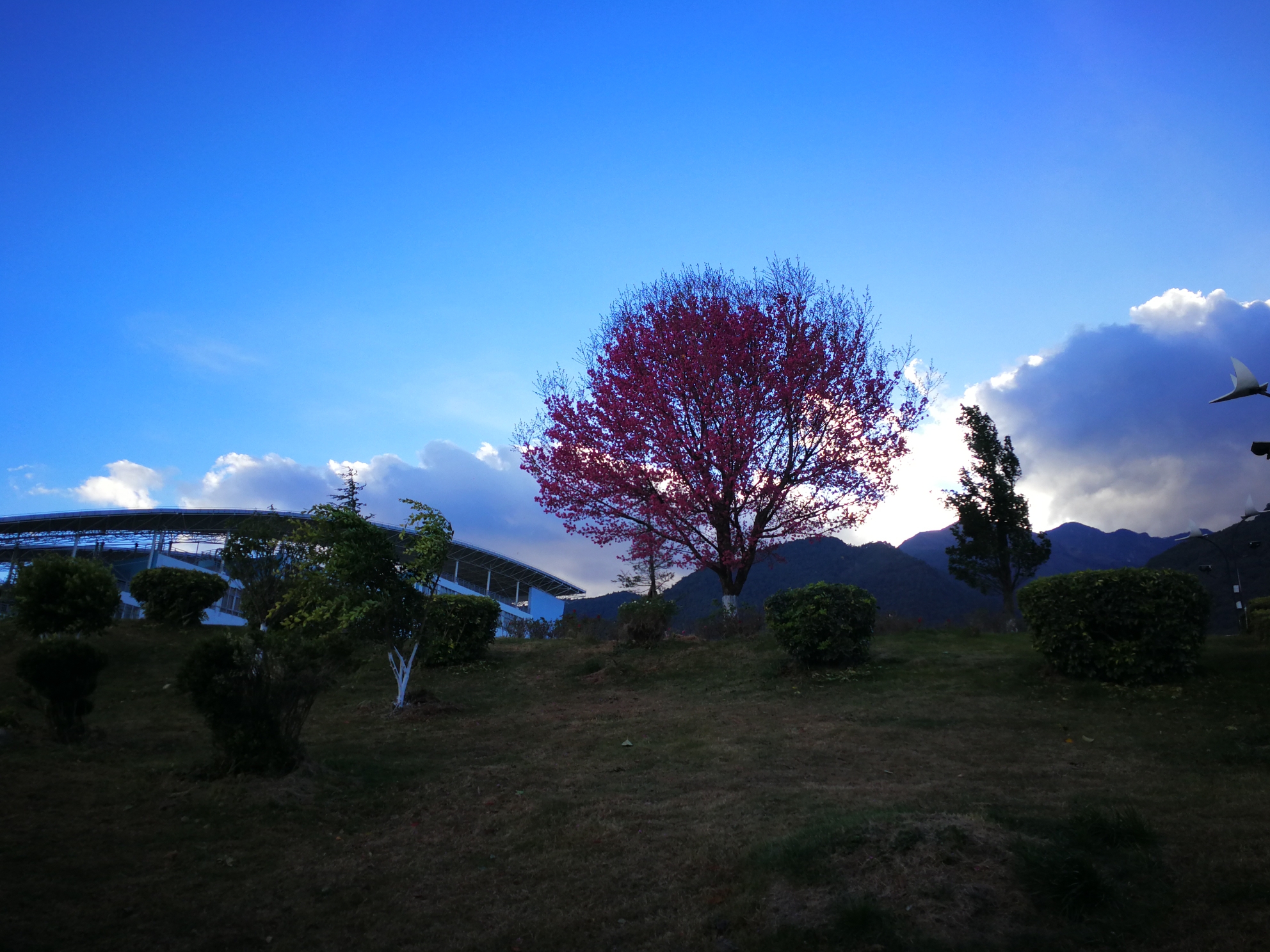 大理大学(古城校区)      