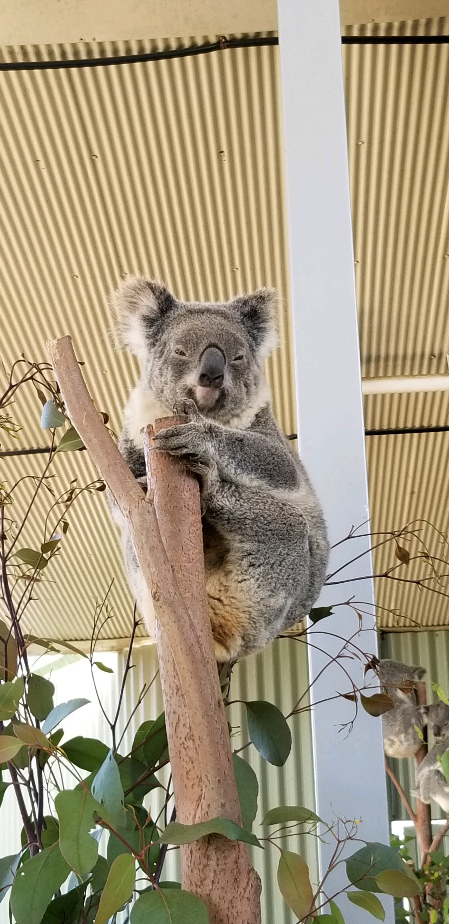 wKgED1wijEmAQ0blABMQLtkPg9M44