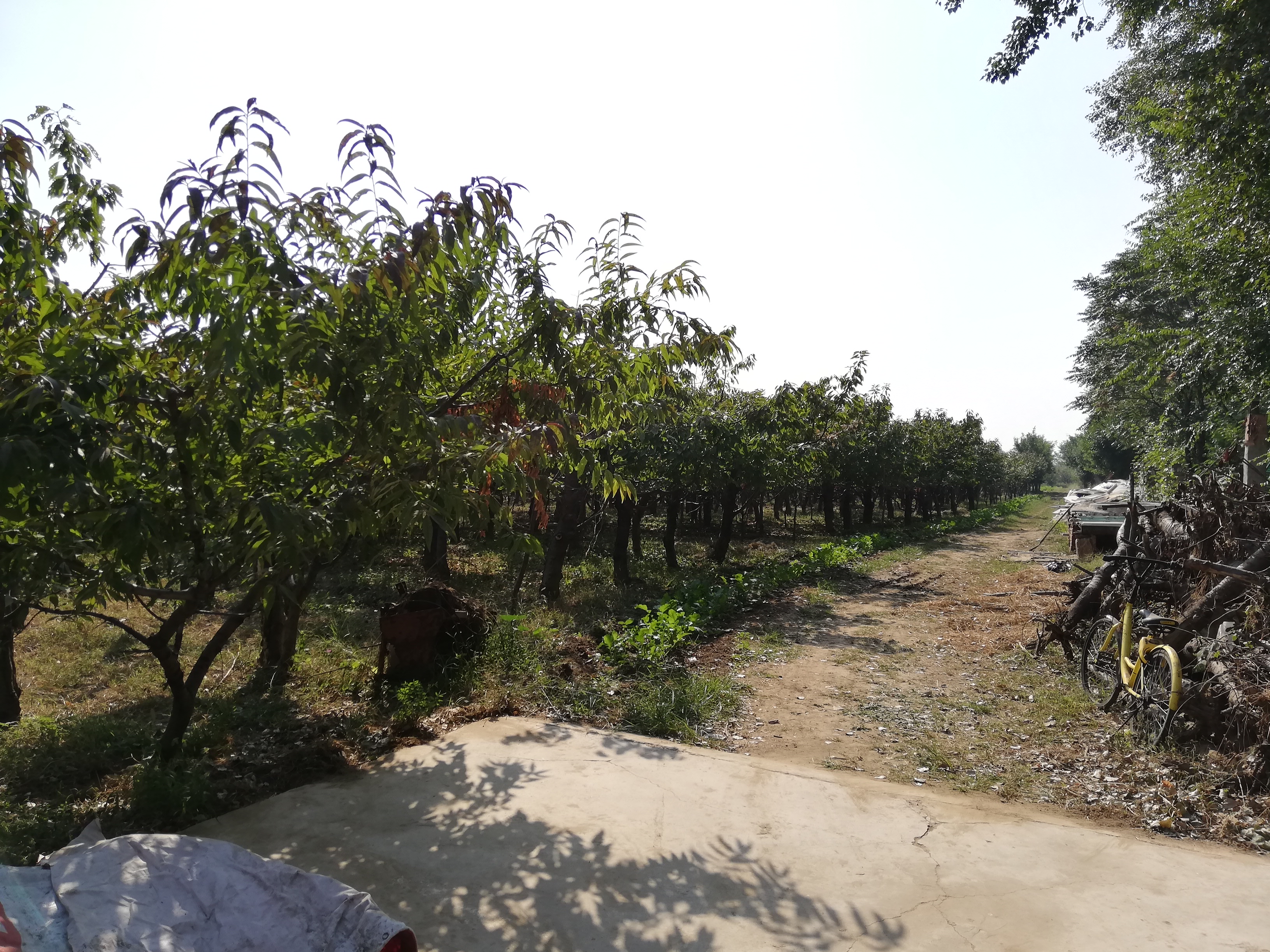 北京娱乐-首都机场实利樱桃采摘园