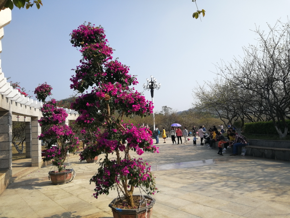 广州萝岗香雪梅花公园