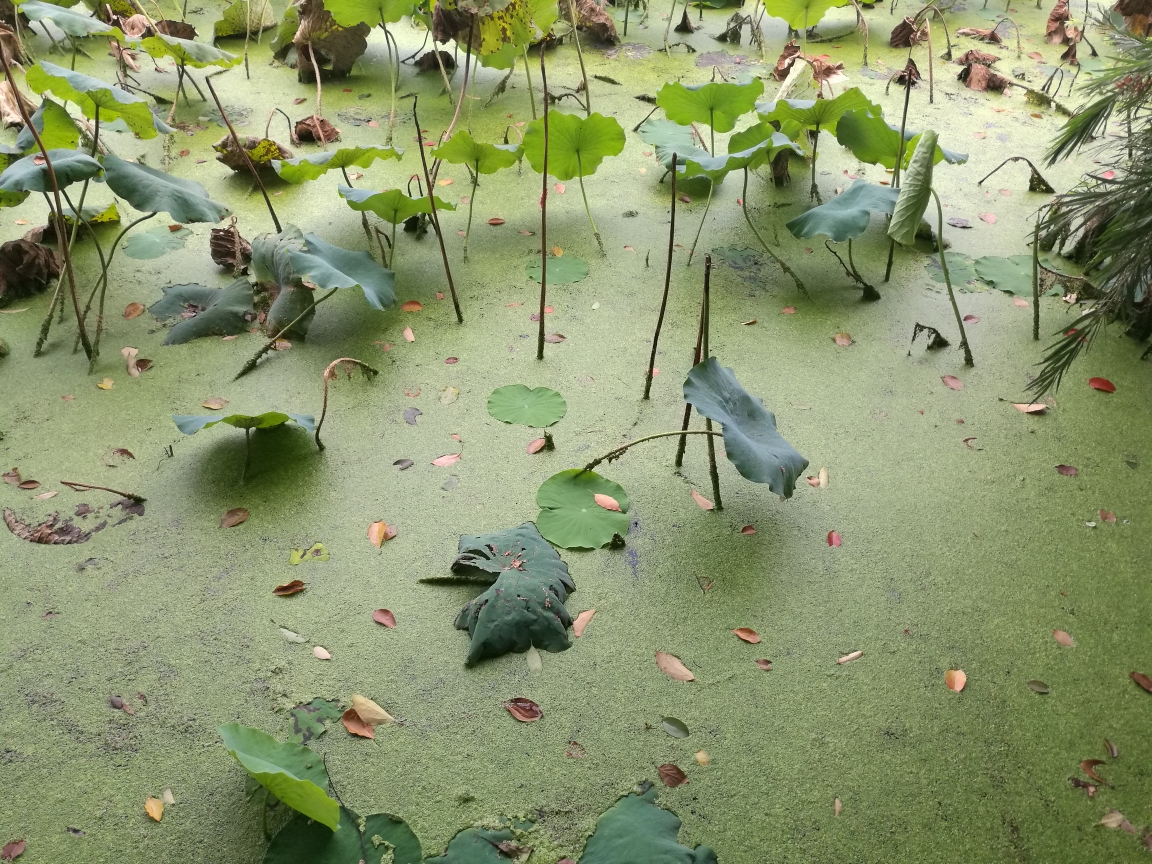 花小溪猜成语_小溪简笔画(2)